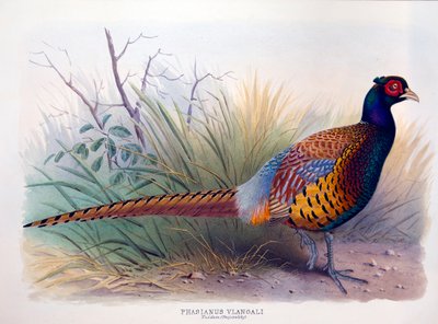 Phasianus Vlangali by Henry Jones
